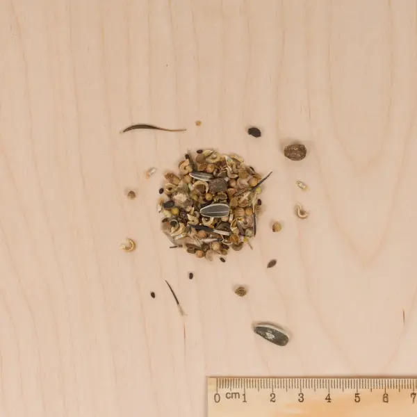 Mélanges de fleurs - Fleurs pour la Cuisine en Mélange - BIO - MEDIA_3D